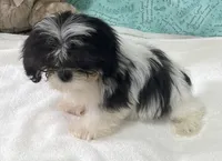 Nahum, a male Shih Tzu for sale in Wrightsville, GA – 2 of 7
