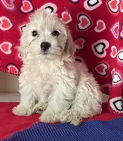 Camila, a female Bichon Frise and Shihpoo for sale in Wrightsville, GA – 8 of 9