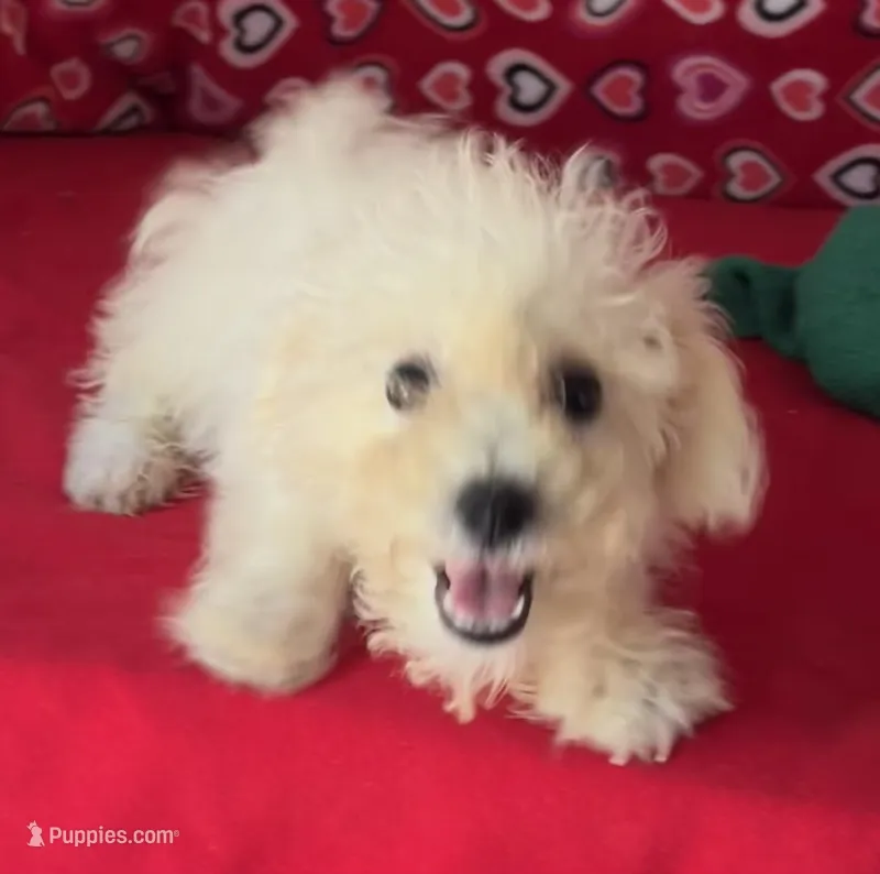 Tuan – Bichon Frise puppy for sale in Wrightsville, GA