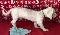 Delwin, a male Bichon Frise for sale in Wrightsville, GA – 7 of 10
