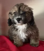 Colton, a male Bichon Frise and Shihpoo for sale in Wrightsville, GA – 5 of 10