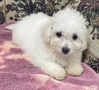 Delaney, a female Bichon Frise for sale in Wrightsville, GA – 4 of 10