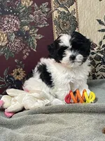 Orlena, a female Shihpoo and Shih Tzu for sale in Wrightsville, GA – 7 of 10