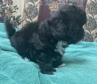 Zeno, a male Shih Tzu and Poodle - Toy  for sale in Wrightsville, GA – 9 of 10