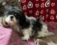 Nahum, a male Shih Tzu for sale in Wrightsville, GA – 10 of 10