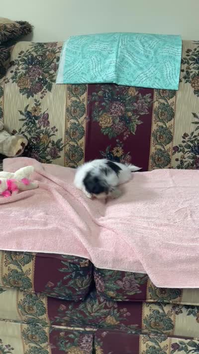 Nadia, a female Shih Tzu for sale in Wrightsville, GA – 9 of 10