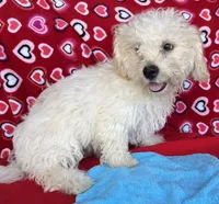 Dawson, a male Bichon Frise for sale in Wrightsville, GA – 7 of 10