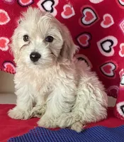 Camila, a female Bichon Frise and Shihpoo for sale in Wrightsville, GA – 7 of 9