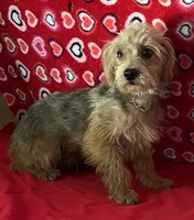 Gideon, a male Yorkipoo for sale in Wrightsville, GA – 2 of 10