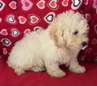 Snow, a male Poodle - Toy  and Bichpoo for sale in Wrightsville, GA – 7 of 10