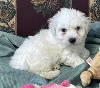 Milan, a  Bichon Frise for sale in Wrightsville, GA – 7 of 10
