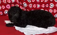 Idra, a female Poodle - Toy  for sale in Wrightsville, GA – 9 of 10