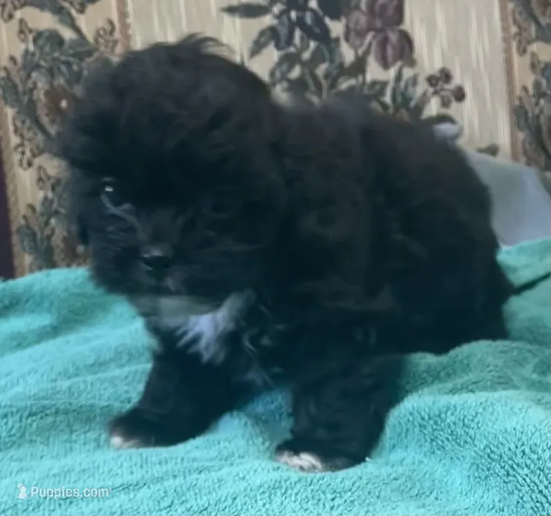 Zeno – Shih Tzu, Poodle - Toy  puppy for sale in Wrightsville, GA