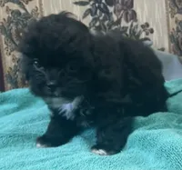Zeno, a male Shih Tzu and Poodle - Toy  for sale in Wrightsville, GA – 1 of 10