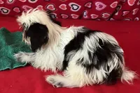 Eunice, a female Shih Tzu for sale in Wrightsville, GA – 6 of 10