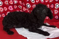 Idra, a female Poodle - Toy  for sale in Wrightsville, GA – 5 of 10