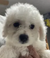 Dalila, a female Bichon Frise for sale in Wrightsville, GA – 9 of 10