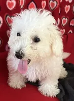 Delwin, a male Bichon Frise for sale in Wrightsville, GA – 7 of 10