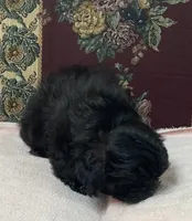 Ovidio, a male Shihpoo and Shih Tzu for sale in Wrightsville, GA – 2 of 10