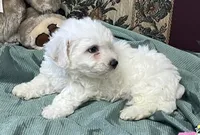 Milan, a  Bichon Frise for sale in Wrightsville, GA – 5 of 10
