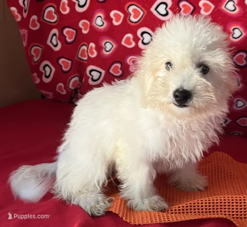 Tilton – Bichon Frise puppy for sale in Wrightsville, GA