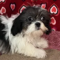 Nahum, a male Shih Tzu for sale in Wrightsville, GA – 9 of 10