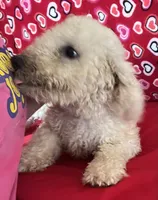 Cyprus, a male Bichon Frise for sale in Wrightsville, GA – 5 of 10