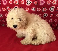 Snow, a male Poodle - Toy  and Bichpoo for sale in Wrightsville, GA – 6 of 10