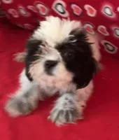 Elisha, a male Shih Tzu for sale in Wrightsville, GA – 3 of 10
