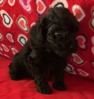 Wilona, a female Poodle - Toy  for sale in Wrightsville, GA – 1 of 7
