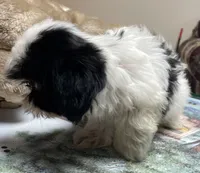 Elisha, a male Shih Tzu for sale in Wrightsville, GA – 6 of 10