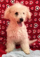 Debra, a female Bichon Frise for sale in Wrightsville, GA – Photo 9 of 10