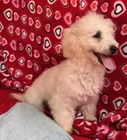 Debra, a female Bichon Frise for sale in Wrightsville, GA – Photo 2 of 10