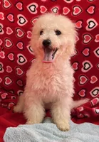 Debra, a female Bichon Frise for sale in Wrightsville, GA – Photo 10 of 10