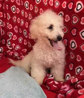 Debra, a female Bichon Frise for sale in Wrightsville, GA – Photo 4 of 10