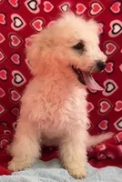 Debra, a female Bichon Frise for sale in Wrightsville, GA – Photo 7 of 10