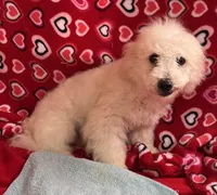 Debra, a female Bichon Frise for sale in Wrightsville, GA – Photo 6 of 10