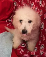 Debra, a female Bichon Frise for sale in Wrightsville, GA – Photo 1 of 10