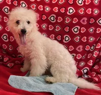 Debra, a female Bichon Frise for sale in Wrightsville, GA – Photo 8 of 10