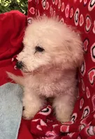 Debra, a female Bichon Frise for sale in Wrightsville, GA – Photo 3 of 10