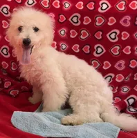 Debra, a female Bichon Frise for sale in Wrightsville, GA – Photo 5 of 10