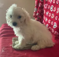 Charlotte, a female Bichon Frise and Shihpoo for sale in Wrightsville, GA – 1 of 9