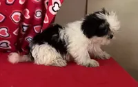 Earl, a male Shih Tzu for sale in Wrightsville, GA – 4 of 10