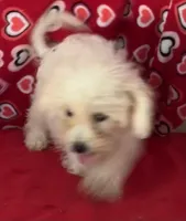 Tuan, a male Bichon Frise for sale in Wrightsville, GA – 10 of 10