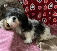 Nahum, a male Shih Tzu for sale in Wrightsville, GA – 5 of 10