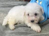 Tamaka, a female Bichon Frise for sale in Wrightsville, GA – 10 of 10