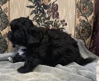 Zelfa, a female Shih Tzu and Poodle - Toy  for sale in Wrightsville, GA – 3 of 10