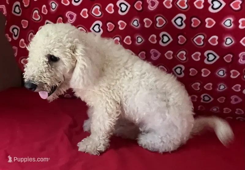 Cyprus – Bichon Frise puppy for sale in Wrightsville, GA
