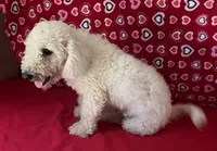 Cyprus, a male Bichon Frise for sale in Wrightsville, GA – 1 of 10