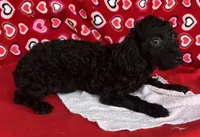 Idra, a female Poodle - Toy  for sale in Wrightsville, GA – 6 of 10